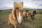 Icelandic horses