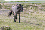 Icelandic horse