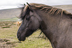 Icelandic horse