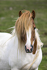 Icelandic horse