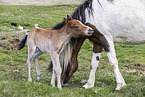 Icelandic horses