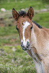 Icelandic horse