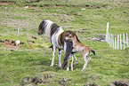 Icelandic horses