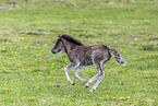 Icelandic horse