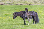 Icelandic horses