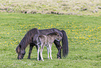 Icelandic horses