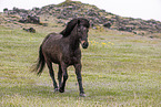 Icelandic horse