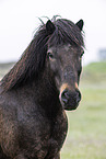 Icelandic horse