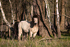 Icelandic horse