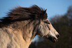 Icelandic horse