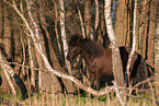 Icelandic horse