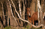 Icelandic horse