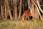 Icelandic horse