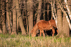 Icelandic horse