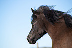 Icelandic horse