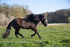 Icelandic horse