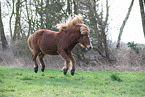 Icelandic horse