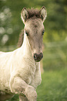 Icelandic horse foal