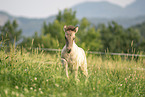 Icelandic horse foal