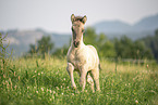 Icelandic horse foal