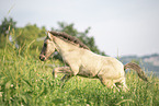 Icelandic horse foal