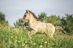 Icelandic horse foal