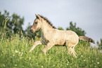 Icelandic horse foal