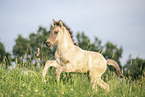 Icelandic horse foal