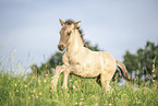 Icelandic horse foal