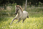 Icelandic horse foal