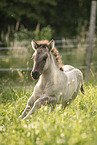 Icelandic horse foal