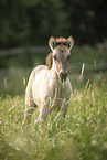 Icelandic horse foal