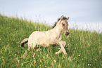 Icelandic horse foal