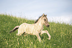 Icelandic horse foal