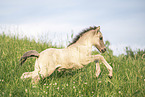 Icelandic horse foal