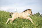 Icelandic horse foal