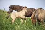 Icelandic horses