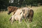 Icelandic horses