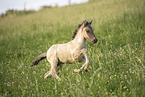 Icelandic horse foal