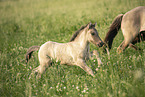 Icelandic horses