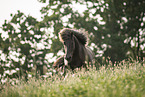 Icelandic horse