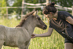 Icelandic horse foal