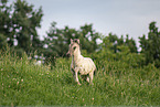 Icelandic horse foal