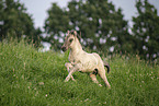 Icelandic horse foal