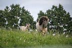 Icelandic horses