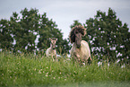 Icelandic horses