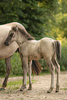 Icelandic horses