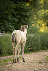 Icelandic horse foal