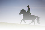 Icelandic horse