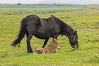 Icelandic horses